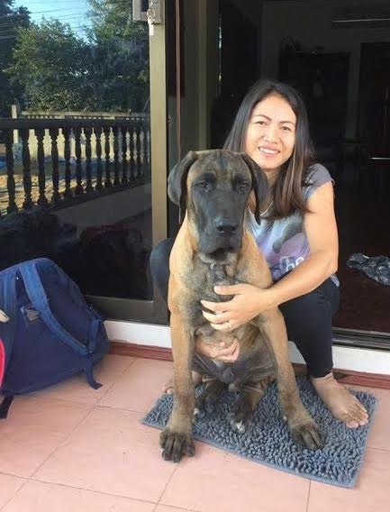 A huge tan with black puppy that has a dark face and tan body sitting down in front of a sliding glass door with a smiling lady kneeling behind him. The dog has a very large black  nose, a long thick muzzle, huge paws and a lot of extra skin.