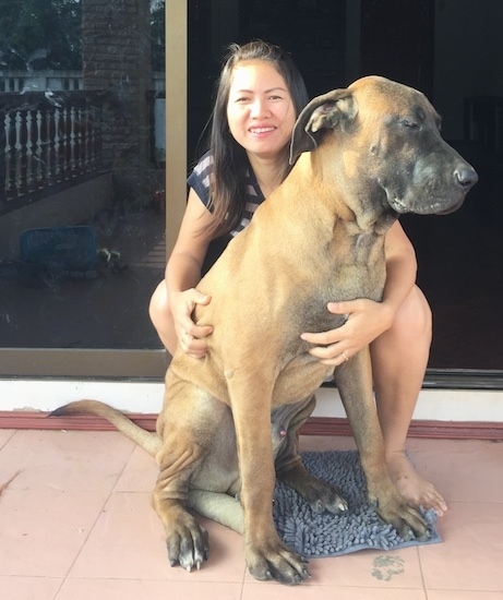 A tan extra large dog with a black muzzle a large head and ears that hang down and are pinned back to the sides with huge paws and a long tail sitting on a porch in front of a sliding glass door in front of a smiling lady.