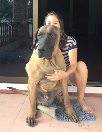 An extra large tan with black dog with a very large long head, ears that hang down to the sides, long legs, huge paws, brown eyes, a large black nose, a long tail and a lot of extra skin sitting down in front of a lady who is kneeling behind it. They are outside in front of a sliding glass door.