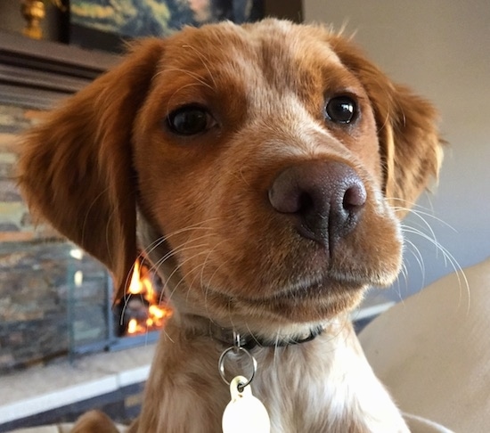 Close up head shot - the front view of the face of a reddish-brown dog with brown eyes, a brown nose and brown lips with soft looking ears that hang down to the sides jumped up in front of the person taking the picture.