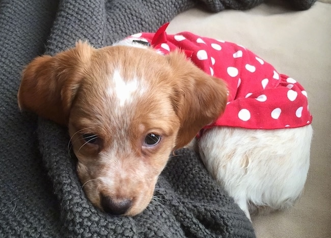 Close up of a little brown and white ticked dog laying curled up in a ball with a red polka-a-dot shirt over its back. The dog has brown almond shaped eyes and a black nose.