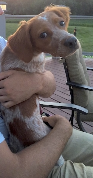 A person holding a medium sized brown with white ticked dog out on a deck in a back yard. The dog has a long muzzle with a dark brown nose, brown eyes and soft ears that hang down to the sides.