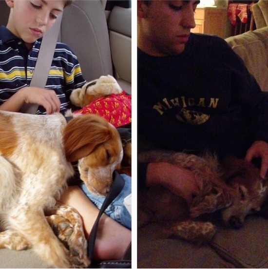 A tan and white ticked French Brittany Spaniel is sleeping on the lap of a boy while sitting in the backseat of a vehicle next to a second picture of the same dog on the lap of the same boy 12 years later.