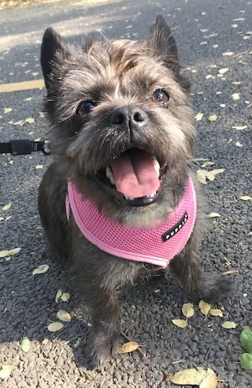 A small long coated black brown brindle soft looking dog with big brown eyes and a black nose sitting on black concrete looking up smiling. THe dog is wearing a pink harness and has small perk ears.