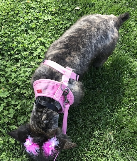 View from the top looking down at a small brown brindle dog with its coat shaved short and pink feathers pinned to its ears wearing a pink harness looking down smelling the grass.