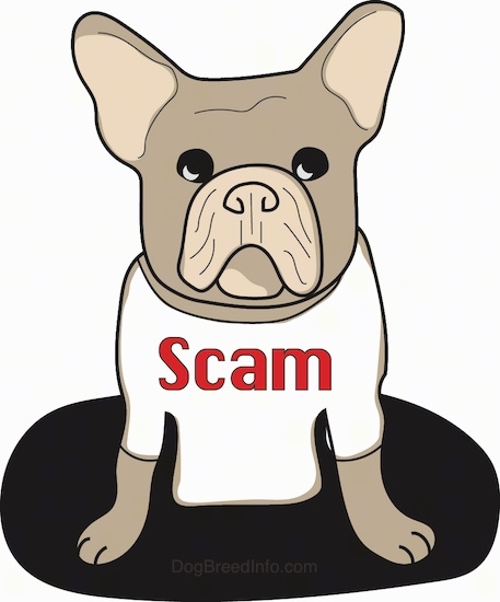 A drawn image of a brown with tan perk eared, pushed back faced French Bulldog puppy sitting on a black oval wearing a white shirt that says 'Scam' on it.