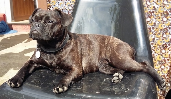 A medium-sized brown brindle dog with a pushed back nose and what looks like a frown on her face from the drooping lips laying down on a  black plastic chair outside in the sun.
