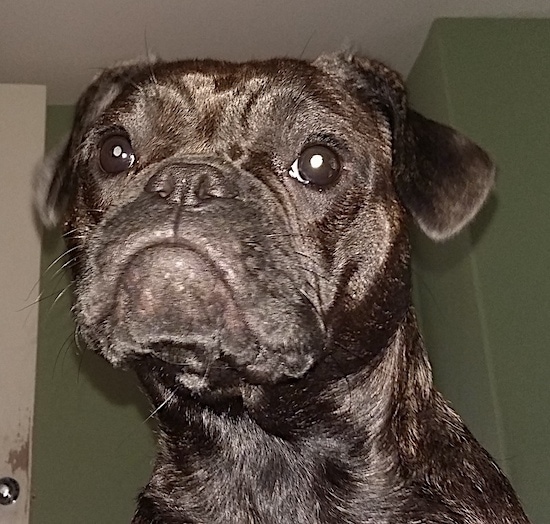 Close up head shot - A medium-sized brown brindle dog with a pushed back nose and what looks like a frown on her face from the drooping lips inside of a room that has green walls and a white door.
