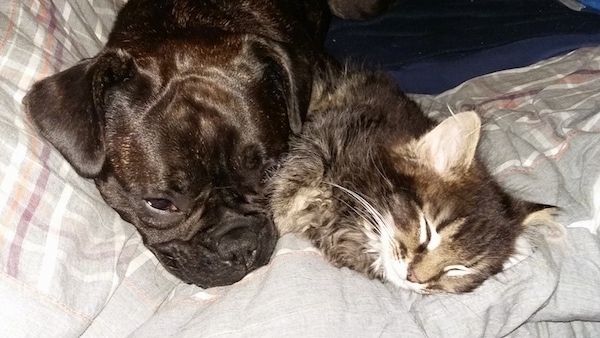 Close up head shot - A medium-sized brown brindle dog with a pushed back nose laying down on a gray blanket next to a sleeping fluffy gray tiger cat with a white face.