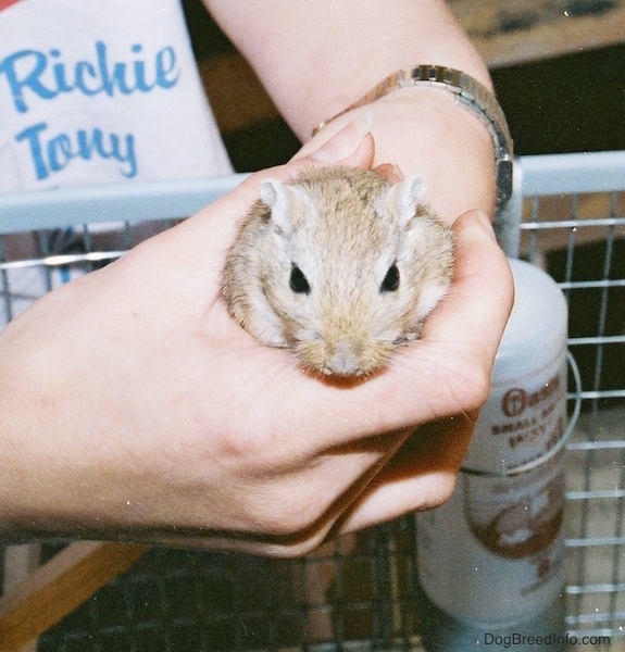 A little brown rodent with black eyes and smal white ears being held in the hands of a person over top of a wire cage that has a water bottle hanging on the side of it. It has a small tan nose and white whiskers.