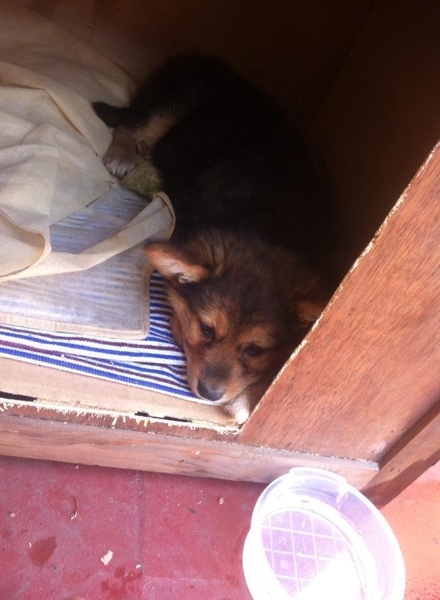 A small, fluffy spitz looking perk eared puppy with a black nose and tan and black fur laying down inside of a dog house that is on top of a red concrete floor. There is a clear plastic bowl of water on the floor in front of it.