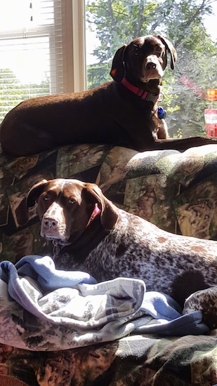 Two short coated large breed dogs laying down on a couch. One dog is brown with white ticking patterns and is up on the very back against a window and the other is mostly brown laying down across the seating area. Both dogs have ears that hang down to the sides, brown noses and brown eyes.