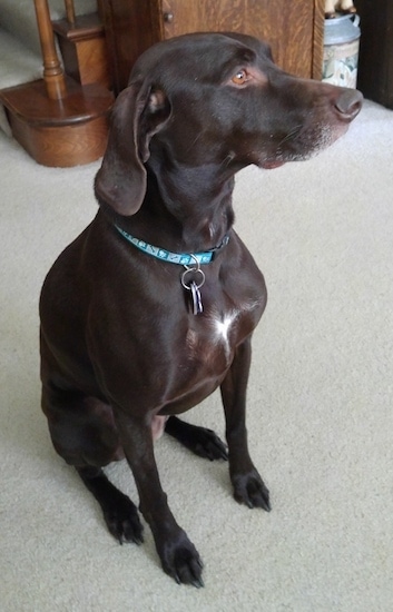 Front side view of a dark brown large breed short coated dog sitting down on a carpet. The dog has a long muzzle and a brown nose and brown eyes with long soft looking drop ears that hang down to the sides. The dog is looking to the right.