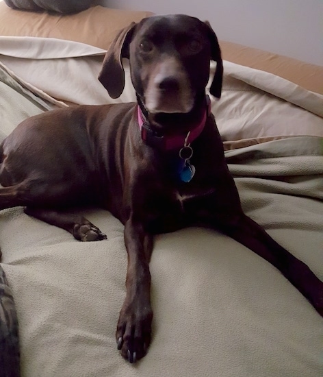 Front side view of a short haired brown dog laying down on a humans bed. The dog has a little graying on its muzzle, long legs and long drop soft looking ears with dark eyes and a brown nose.