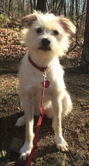 A soft looking dog with longer thin hair on its face and head and shorter hair on its body with long lanky legs and a black nose and dark eyes sitting down in the woods facing forward.