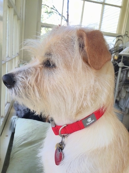 Side view of a golden tan wiry looking dog with a long snout and a black nose and dark eyes with darker tan ears that are folded over at the sides wearing a red collar looking out of a window inside of a home.