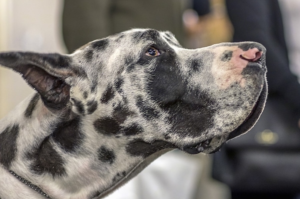 Side view - A large breed black, gray and white large headed dog with a big muzzle and pink spots on its nose looking up with its perk ears pinned back.