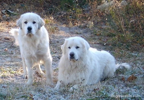A Great Pyrenees is standing in grass looking happy with its tongue out.