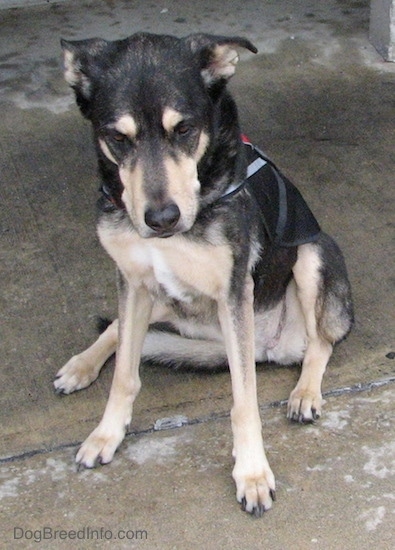 Front view of a black with tan dog sitting down outside on wet concrete looking slightly down. It has a little bit of white on its chest, a black nose and brown eyes. Its ears are set wide apart and are down and pinned back to the sides.