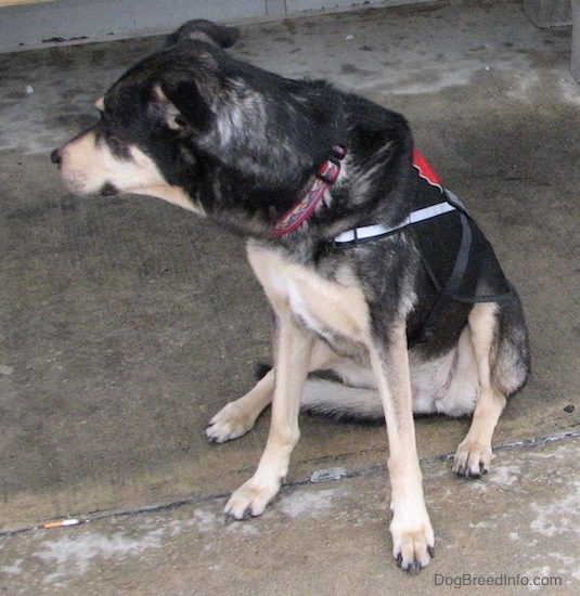 Front view of a black with tan dog sitting down outside on wet concrete looking to the left. It has tan on its long muzzle and a black nose. Its toenails are black.