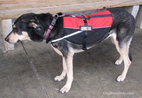 Side view of a black with tan dog standing on wet concrete in front of a bench wearing a red and black service dog vest. The dog has a black nose and a long tail. Its ears are pinned back.