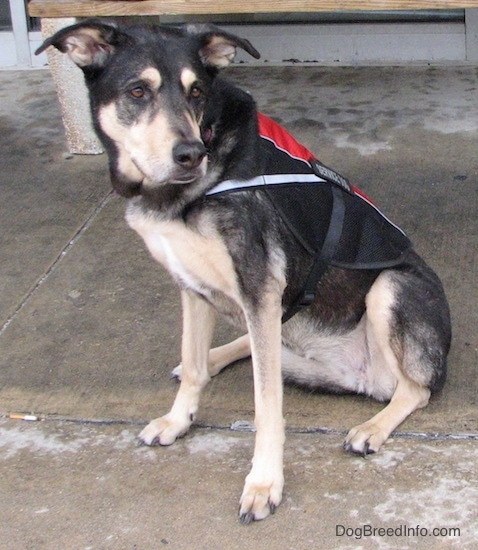 Front side view of a black with tan dog sitting on wet concrete in front of a bench wearing a red and black service dog vest. It has a black nose and brown eyes with long ears that stick out to the sides.