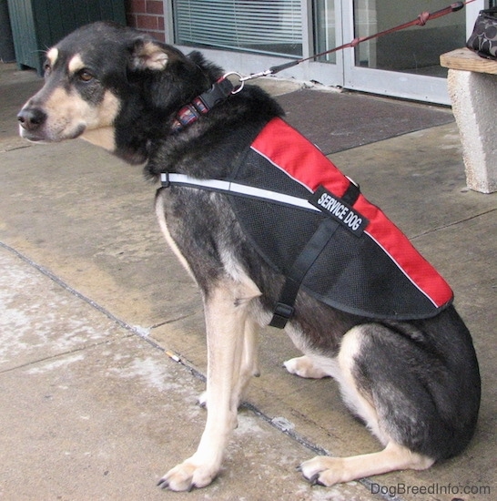 Back side view of a black and tan dog sitting down on wet concrete in front of a store wearing a red and black service dog vest. The dog is looking back at the camera with its brown eyes.