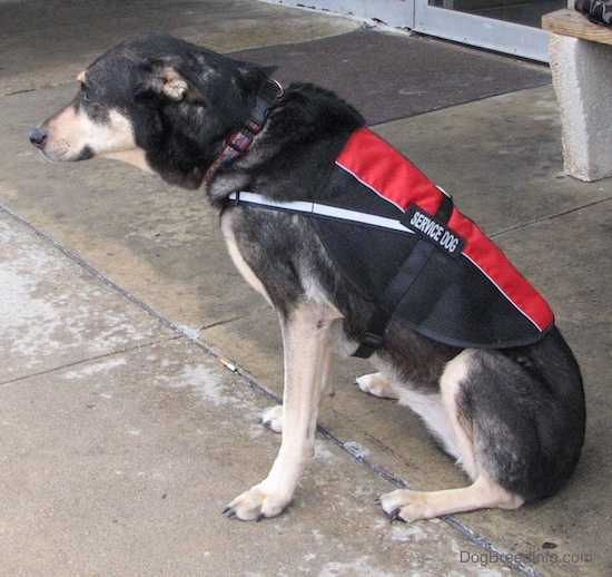 Side view of a black and tan dog sitting down on wet concrete in front of a store wearing a red and black service dog vest. The dog has a long muzzle and a black nose.