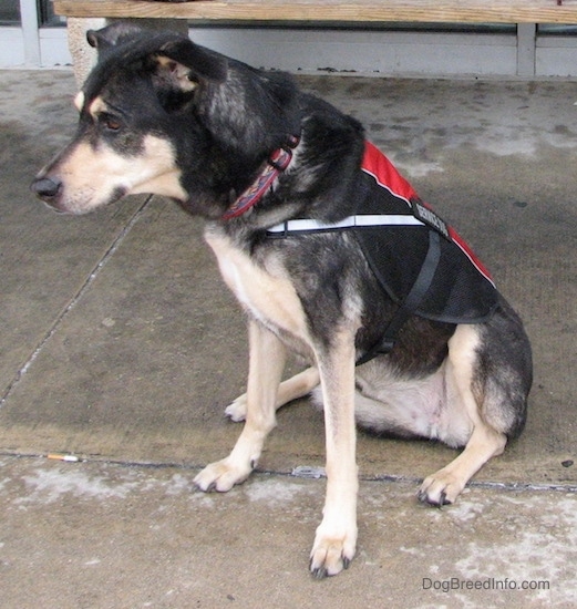 Front side view of a black and tan dog sitting down on wet concrete in front of a store wearing a red and black service dog vest. The dog has a black nose and ears that fold over and stick out to the sides.