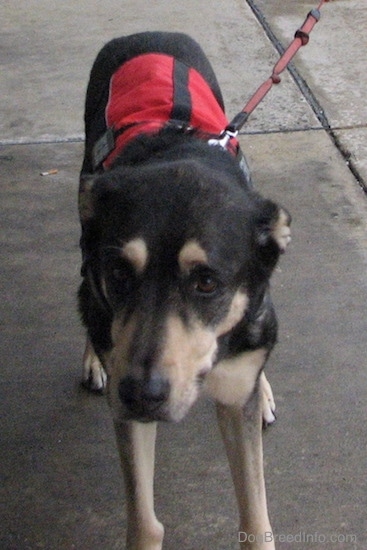 Front view of a black with tan dog walking on wet concrete wearing a red and black service dog vest connected to a red leash. Its ears are pinned back.