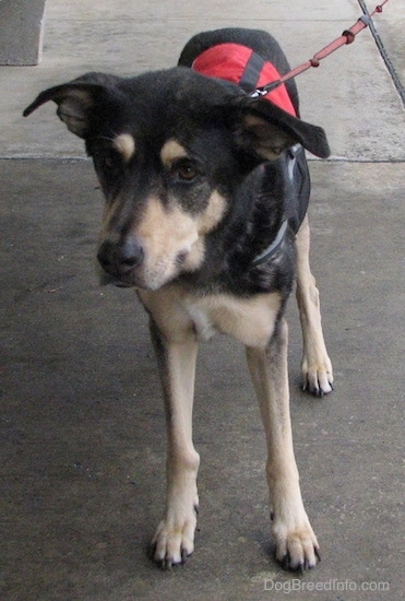 Front view of a black with tan dog walking on wet concrete wearing a red and black service dog vest connected to a red leash. Its large ears are folded over and sticking out to the sides.