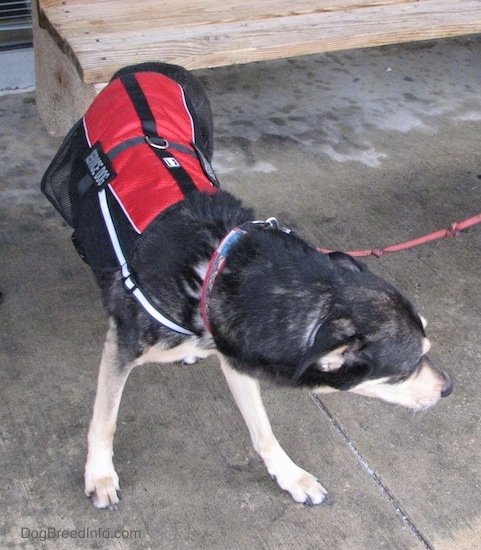 A large black with tan dog wearing a red and black service dog best turning its body to the right. It is connected to a red leash outside on wet concrete.