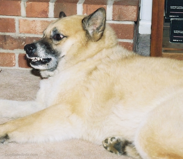 A large breed, perk eared, tan and black thick coated dog laying down on a tan carpet facing the left growling and baring its teeth. The dog has a black nose and graying around its snout. The dog's eyes are locked on what is in front of him.