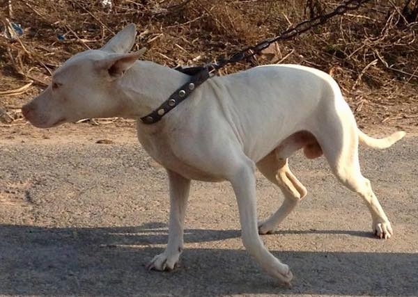 Side view of a large white dog pulling on a chain wearing a brown leather collar. The dog has its large perk ears pinned back.