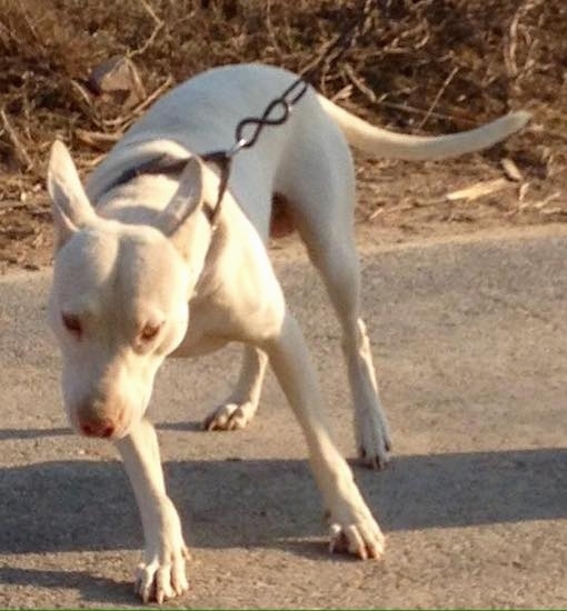 Front view of a large white dog pulling on a chain wearing a brown leather collar. The dog has its large perk ears pinned back and golden eyes.