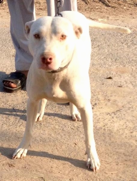 Front view of a large white dog with its big perk ears spread far apart. It has slanty golden eyes and a brown nose. There is a person in brown sandles behind the dog.