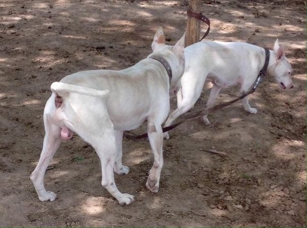 The back end of two large breed perk eared white dogs with long white tails.
