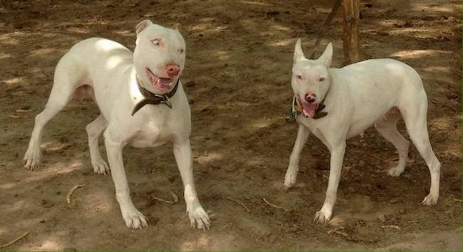 Front view of two large perk eared white dogs standing out in dirt. The larger dog on the left is looking playfully over at the smaller dog on the right.