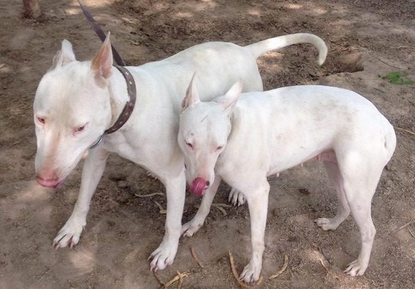Two large breed white dogs standing out in dirt with perk ears. One dog is larger than the other dog.
