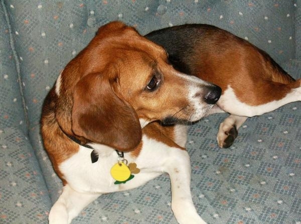A tricolor hound looking dog with a long pointy snout laying down on a blue couch looking to the right.