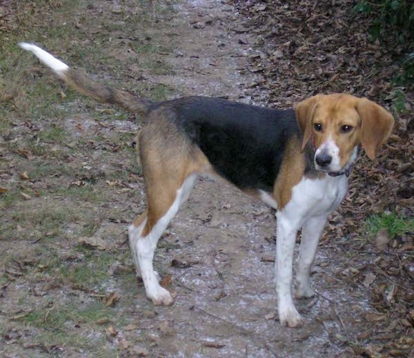 A tricolor tall hound looking dog with a long tail, long drop ears that hang down to the sides and white legs standing on a trail in the woods.