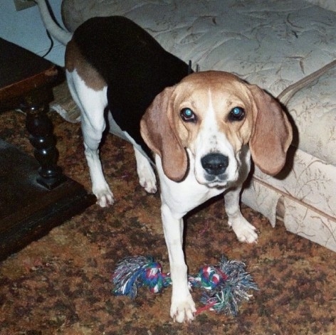 A tall tan, black and white hound dog with long soft ears that hang down and a black nose and long tail standing in a living room next to a couch with a rope toy at its feet.