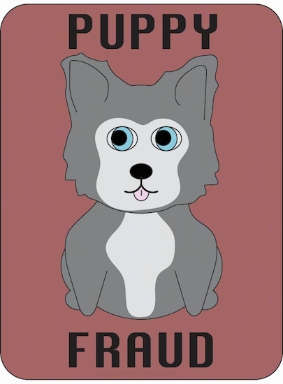 A drawn image of a little siberian husky puppy with blue eyes sitting down with its little pink tongue showing. The words Puppy Fraud are written on the image.