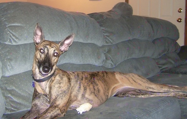 Side view - A large long bodied brown brindle dog laying stretched out on a blue couch. The dog has large perk ears, a long thin muzzle and a wide set forehead.