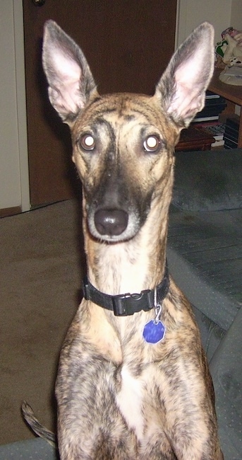 Front view - a think brown brindle dog with large perk ears, a long thin neck and a slender body jumped up with its front paws on a blue couch in a living room. The dog has wide round eyes and a black nose.