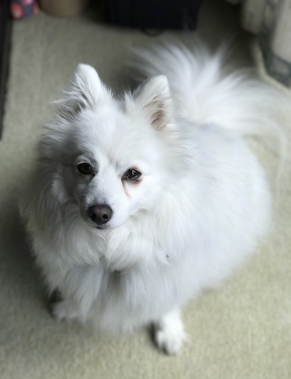 View from the top looking down at a fluffy thick coated white longhaired dog with small perk ears and a fluffy tail sitting on a tan carpet. The dog has dark almond shaped eyes and a black nose.