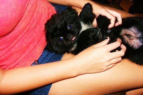 A tiny fluffy black dog with a white chest laying belly up in the lap of a person wearing blue jean shorts and a red shirt. The puppy has short legs, a round head, tiny ears and a big belly with wide round dark eyes. A little bit of its tongue is showing and it looks like a stuffed toy.