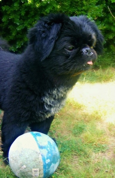 A soft looking, small sized dog with a round head and a pushed back face, a black nose and dark eyes with its pink tongue showing standing in grass next to a blue ball. The dog has v-shaped ears that fold down to the sides of its head.
