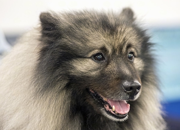 Close-up head shot - a fluffy gray and black dog with long thick fur and black almond-shaped eyes with a black nose facing slightly to the right with its mouth parted looking happy. The dog has small perk ears that are covered in hair.