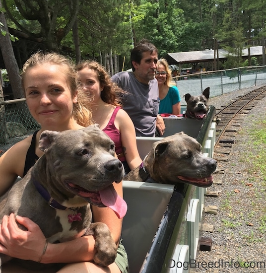 Three blue nose pit bull dogs sitting on a train next to people in adjacent cars. The dogs and the people are smiling.